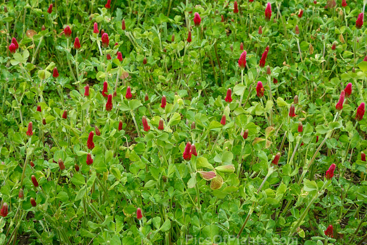 Crimson Clover or Italian Clover (<i>Trifolium incarnatum</i>), an annual or short-lived perennial clover originally native to Europe but now widely cultivated in the perennial zones. The inflorescence can be up to 5cm long. Order: Fabales, Family: Fabaceae