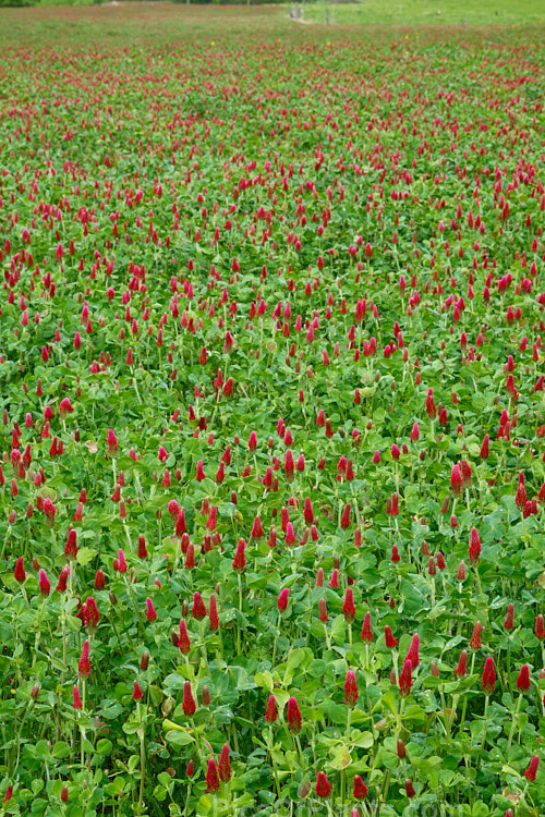 Crimson Clover or Italian Clover (<i>Trifolium incarnatum</i>), an annual or short-lived perennial clover originally native to Europe but now widely cultivated in the perennial zones. The inflorescence can be up to 5cm long. Order: Fabales, Family: Fabaceae