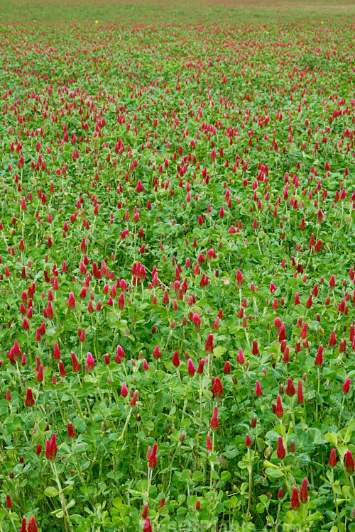 Crimson Clover or Italian Clover (<i>Trifolium incarnatum</i>), an annual or short-lived perennial clover originally native to Europe but now widely cultivated in the perennial zones. The inflorescence can be up to 5cm long. Order: Fabales, Family: Fabaceae