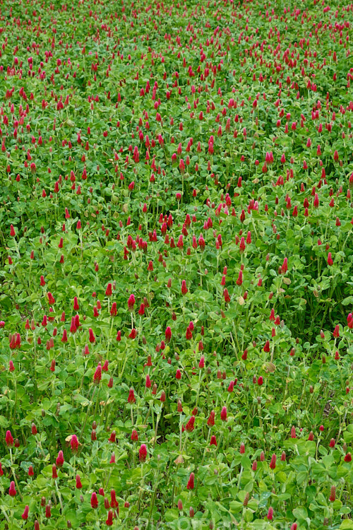 Crimson Clover or Italian Clover (<i>Trifolium incarnatum</i>), an annual or short-lived perennial clover originally native to Europe but now widely cultivated in the perennial zones. The inflorescence can be up to 5cm long. Order: Fabales, Family: Fabaceae