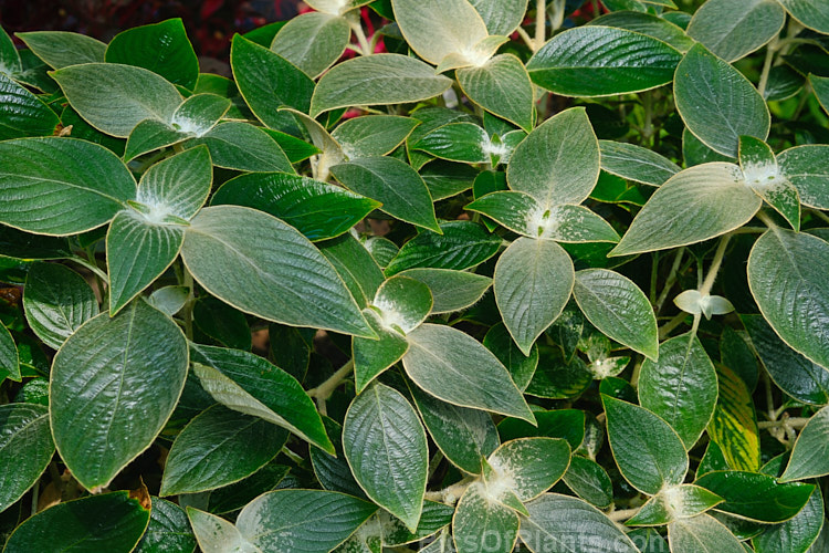 A plant labelled <i>Strophanthus</i>, but not matching its description.