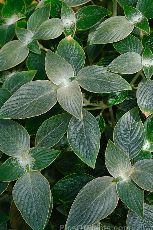 A plant labelled <i>Strophanthus</i>, but not matching its description.