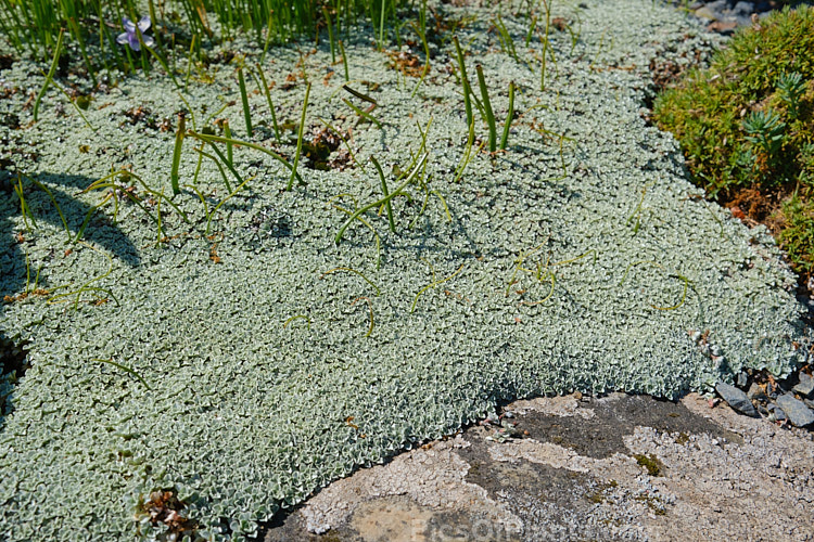 Celadon Mat Daisy (<i>Raoulia parkii</i>), a silver- to very pale green-foliaged mat daisy native to the subalpine and alpine areas of the eastern South Island of New Zealand. Order: Asterales, Family: Asteraceae