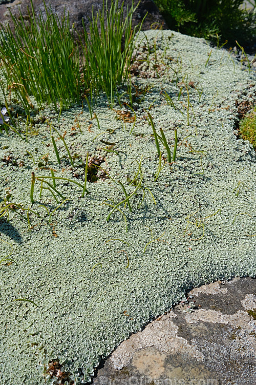 Celadon Mat Daisy (<i>Raoulia parkii</i>), a silver- to very pale green-foliaged mat daisy native to the subalpine and alpine areas of the eastern South Island of New Zealand. Order: Asterales, Family: Asteraceae