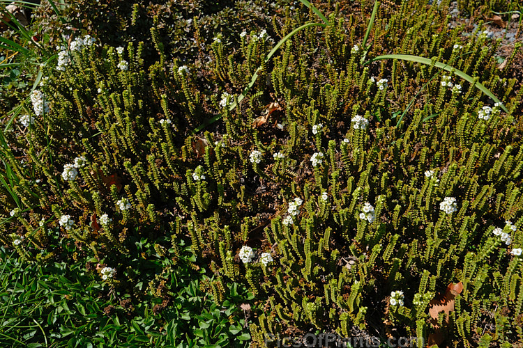 <i>Veronica epacridea</i> (syn. <i>Hebe epacridea</i>), a spreading, often rather straggly evergreen 20-30cm high shrub found in the mountains of the northern half of New Zealand's South Island It bears white flowers in autumn. Order: Lamiales, Family: Plantaginaceae