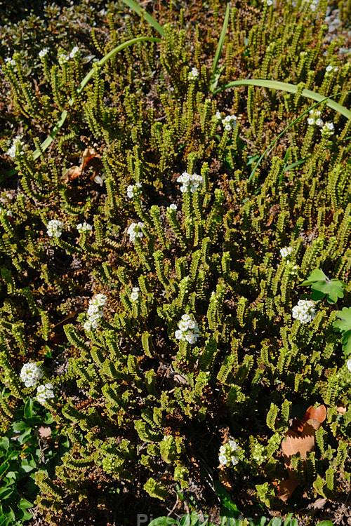 <i>Veronica epacridea</i> (syn. <i>Hebe epacridea</i>), a spreading, often rather straggly evergreen 20-30cm high shrub found in the mountains of the northern half of New Zealand's South Island It bears white flowers in autumn. Order: Lamiales, Family: Plantaginaceae