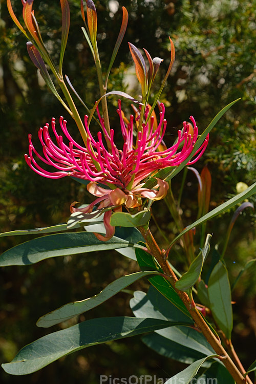 Gippsland Waratah or Victorian Waratah (<i>Telopea oreades</i>), an evergreen, spring-flowering, 3-4m tall shrub. Although fairly widely grown in cultivation, this species has a very restricted natural distribution, occurring in a small area near the coast around the Victoria and New South Wales border, Australia. Order: Proteales, Family: Proteaceae