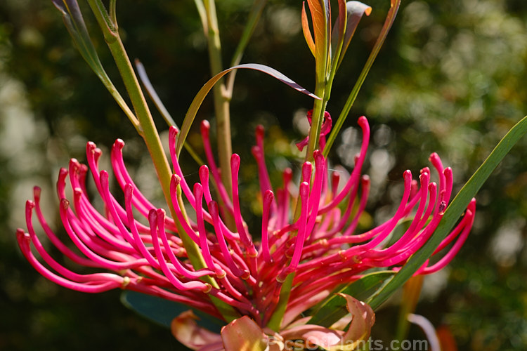 Gippsland Waratah or Victorian Waratah (<i>Telopea oreades</i>), an evergreen, spring-flowering, 3-4m tall shrub. Although fairly widely grown in cultivation, this species has a very restricted natural distribution, occurring in a small area near the coast around the Victoria and New South Wales border, Australia. Order: Proteales, Family: Proteaceae