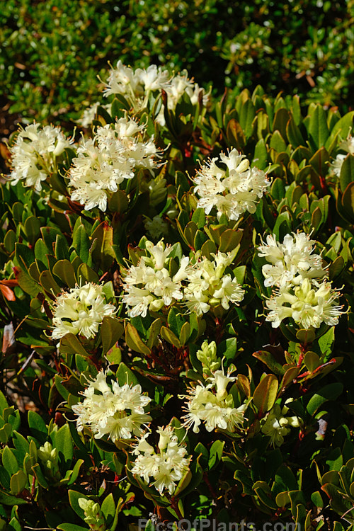 <i>Rhododendron hanceanum</i>, a low-growing species native to Szechwan, China where it occurs at elevations up to 4000m. This pink form is very similar to the plant sold as 'Canton Consul', a reference to HF Hance (1827-86), who was the British Consul in Canton and after whom the species is named. Order: Ericales, Family: Ericaceae