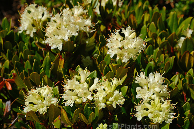 <i>Rhododendron hanceanum</i>, a low-growing species native to Szechwan, China where it occurs at elevations up to 4000m. This pink form is very similar to the plant sold as 'Canton Consul', a reference to HF Hance (1827-86), who was the British Consul in Canton and after whom the species is named. Order: Ericales, Family: Ericaceae