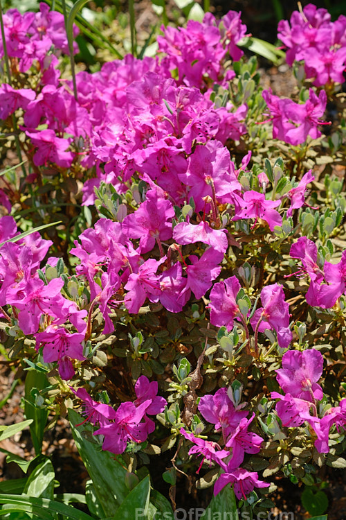 <i>Rhododendron calostrotum</i>, a small evergreen shrub, seldom over 30cm high, with relatively large, wide open, near-flat flowers. It occurs in Yunnan, China and nearby parts of Tibet and Burma at up 4500m altitude. Order: Ericales, Family: Ericaceae