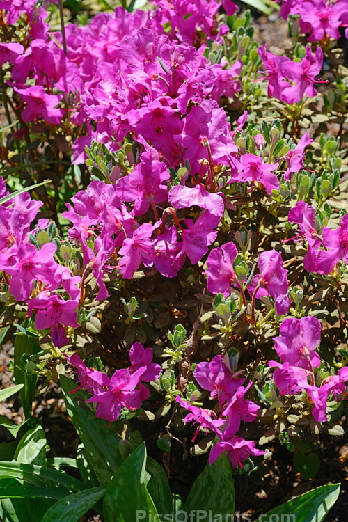 <i>Rhododendron calostrotum</i>, a small evergreen shrub, seldom over 30cm high, with relatively large, wide open, near-flat flowers. It occurs in Yunnan, China and nearby parts of Tibet and Burma at up 4500m altitude. Order: Ericales, Family: Ericaceae