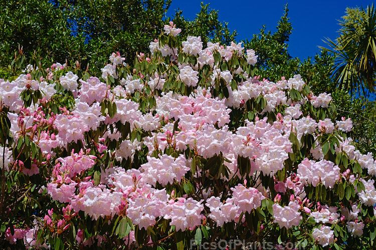 <i>Rhododendron</i> Loderi 'Venus' (<i>Rhododendron griffithianum</i> x <i>Rhododendron fortunei</i>), one of the original 1901 Loder crosses and still popular for its large and fragrant, pale pink flowers. Order: Ericales, Family: Ericaceae