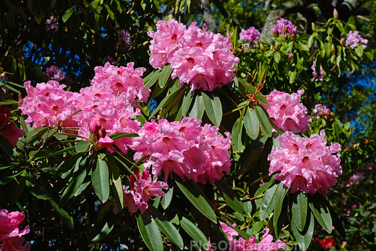 <i>Rhododendron</i> 'Molly Coker' (syn. 'Mollie Coker'), a Loderi style hybrid raised in New Zealand. It grows to around 3m high and wide and blooms prolifically from mid-spring. He flowers are mildly scented. Order: Ericales, Family: Ericaceae
