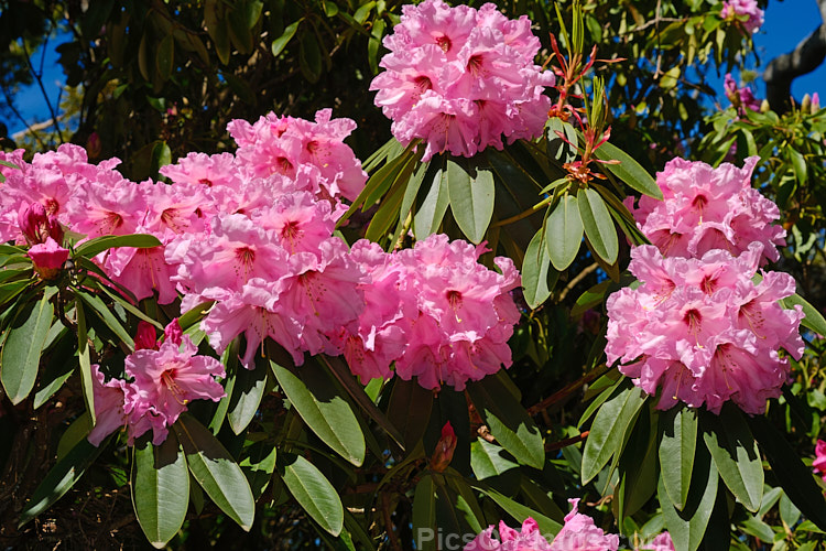 <i>Rhododendron</i> 'Molly Coker' (syn. 'Mollie Coker'), a Loderi style hybrid raised in New Zealand. It grows to around 3m high and wide and blooms prolifically from mid-spring. He flowers are mildly scented. Order: Ericales, Family: Ericaceae