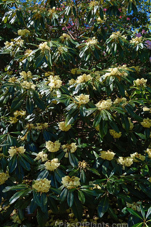 <i>Rhododendron macabeanum</i>, an early-flowering, large-leafed grande series species from northeast India It has a tree-like habit and grows to around 15m tall with leaves up to 25cm long. The flower colour ranges from pale cream to primrose yellow. Order: Ericales, Family: Ericaceae