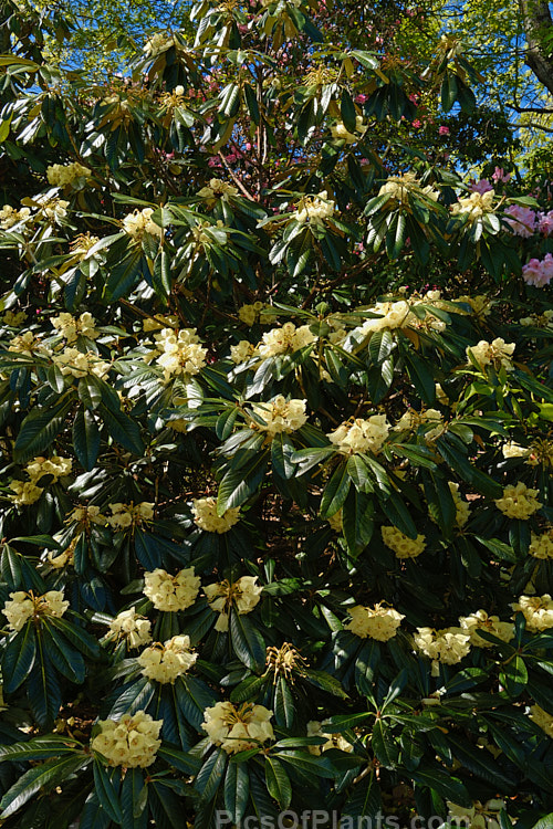 <i>Rhododendron macabeanum</i>, an early-flowering, large-leafed grande series species from northeast India It has a tree-like habit and grows to around 15m tall with leaves up to 25cm long. The flower colour ranges from pale cream to primrose yellow. Order: Ericales, Family: Ericaceae