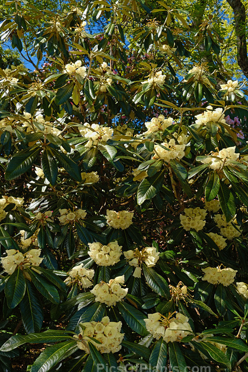 <i>Rhododendron macabeanum</i>, an early-flowering, large-leafed grande series species from northeast India It has a tree-like habit and grows to around 15m tall with leaves up to 25cm long. The flower colour ranges from pale cream to primrose yellow. Order: Ericales, Family: Ericaceae