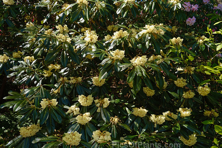 <i>Rhododendron macabeanum</i>, an early-flowering, large-leafed grande series species from northeast India It has a tree-like habit and grows to around 15m tall with leaves up to 25cm long. The flower colour ranges from pale cream to primrose yellow. Order: Ericales, Family: Ericaceae