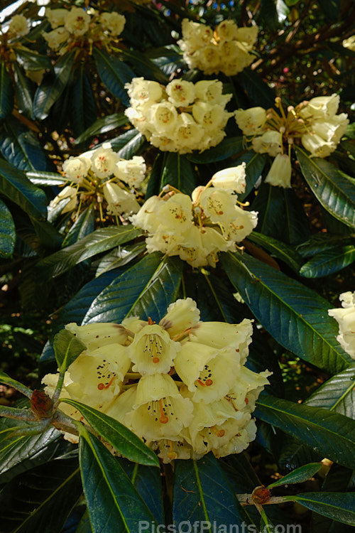 <i>Rhododendron macabeanum</i>, an early-flowering, large-leafed grande series species from northeast India It has a tree-like habit and grows to around 15m tall with leaves up to 25cm long. The flower colour ranges from pale cream to primrose yellow. Order: Ericales, Family: Ericaceae