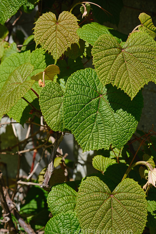 The spring foliage of Crimson Glory Vine (<i>Vitis coignetiae</i>), a deciduous vine native to temperate East Asia, occurring in Japan, Korea and nearby parts of Russia. The foliage develops intense red autumn tones. Minute spring flowers develop into large bunches of small purplish grapes with large seeds. Order: Vitales, Family: Vitaceae