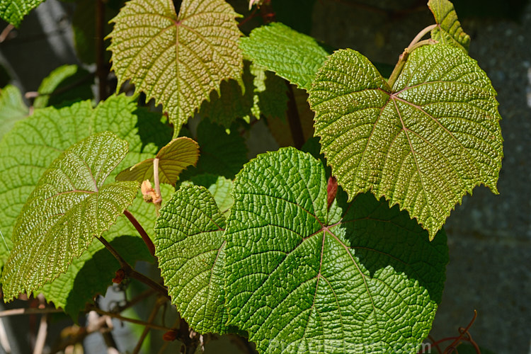The spring foliage of Crimson Glory Vine (<i>Vitis coignetiae</i>), a deciduous vine native to temperate East Asia, occurring in Japan, Korea and nearby parts of Russia. The foliage develops intense red autumn tones. Minute spring flowers develop into large bunches of small purplish grapes with large seeds. Order: Vitales, Family: Vitaceae