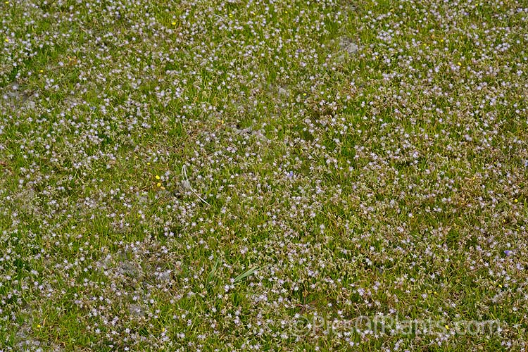 Saltmarsh Sand Spurrey (<i>Spergularia marina</i> [syn. <i>Spergularia salina</i>]), a late spring- to summer-flowering annual that is widespread in coastal areas of the northern temperate zones and now extensively naturalised in the Southern Hemisphere too. Order: Caryophyllales, Family: Caryophyllaceae