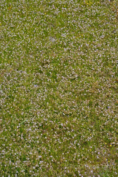 Saltmarsh Sand Spurrey (<i>Spergularia marina</i> [syn. <i>Spergularia salina</i>]), a late spring- to summer-flowering annual that is widespread in coastal areas of the northern temperate zones and now extensively naturalised in the Southern Hemisphere too. Order: Caryophyllales, Family: Caryophyllaceae