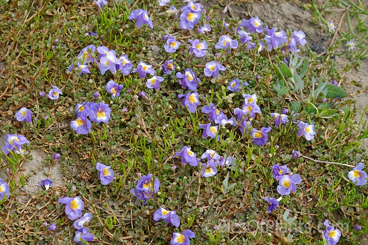 Native Musk or Maori Musk (<i>Thyridia repens</i> [syn. <i>Mimulus repens</i>]), a ground-hugging, spreading perennial found in salt marshs, estuaries and further up riverbanks, provided the soil has some salinity. Native to New Zealand and southeastern Australia. Order: Lamiales, Family: Phrymaceae