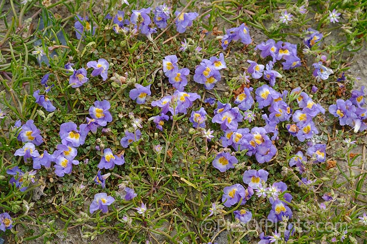 Native Musk or Maori Musk (<i>Thyridia repens</i> [syn. <i>Mimulus repens</i>]), a ground-hugging, spreading perennial found in salt marshs, estuaries and further up riverbanks, provided the soil has some salinity. Native to New Zealand and southeastern Australia. Order: Lamiales, Family: Phrymaceae