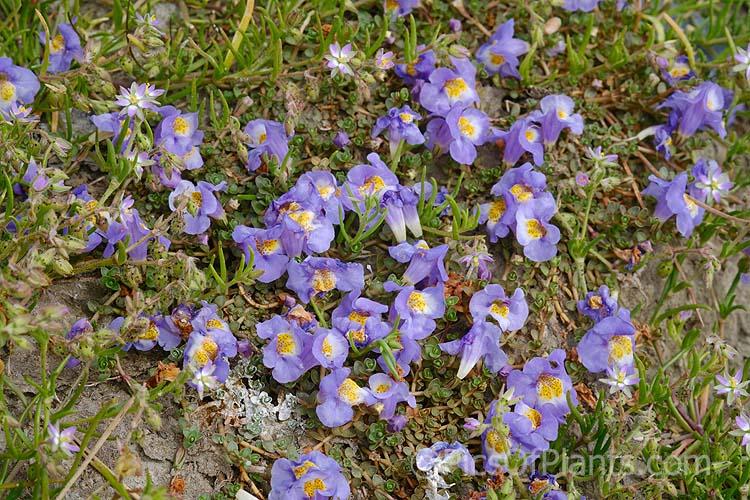 Native Musk or Maori Musk (<i>Thyridia repens</i> [syn. <i>Mimulus repens</i>]), a ground-hugging, spreading perennial found in salt marshs, estuaries and further up riverbanks, provided the soil has some salinity. Native to New Zealand and southeastern Australia. Order: Lamiales, Family: Phrymaceae
