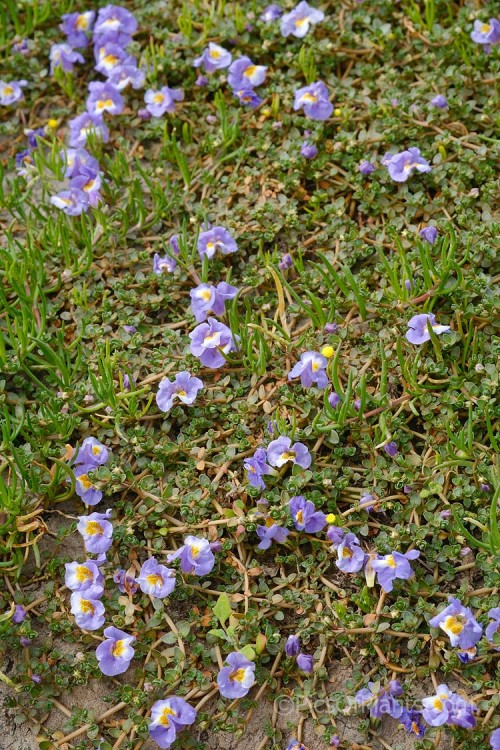 Native Musk or Maori Musk (<i>Thyridia repens</i> [syn. <i>Mimulus repens</i>]), a ground-hugging, spreading perennial found in salt marshs, estuaries and further up riverbanks, provided the soil has some salinity. Native to New Zealand and southeastern Australia. Order: Lamiales, Family: Phrymaceae