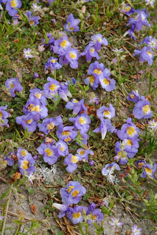Native Musk or Maori Musk (<i>Thyridia repens</i> [syn. <i>Mimulus repens</i>]), a ground-hugging, spreading perennial found in salt marshs, estuaries and further up riverbanks, provided the soil has some salinity. Native to New Zealand and southeastern Australia. Order: Lamiales, Family: Phrymaceae