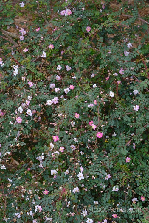 Threepenny Bit Rose (<i>Rosa elegantula</i> 'Persetosa' [syn. <i>Rosa farrerii </i> 'Persetosa')’, a low, spreading, bristly-stemmed shrub rose with very tiny lavender pink flowers. It is a cultivar of a species native to western and central China.. Long-lasting orange-red hips follow. Order: Rosales, Family: Rosaceae