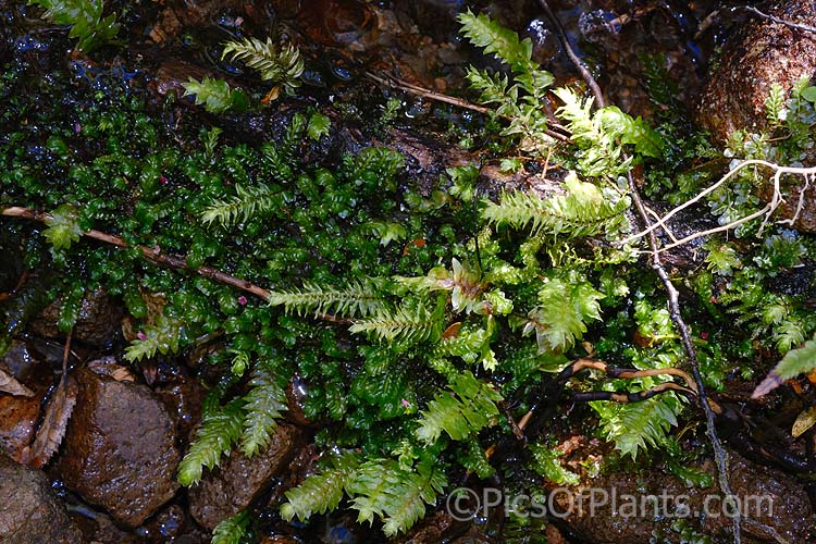 <i>Schistochila appendiculata</i>, a leafy liverwort found in the damp woodlands and temperate rainforest of New Zealand It resembles a moss but in instead a large, leafy liverwort that form a clump up to 1m wide. Order: Jungermanniales, Family: Schistochilaceae