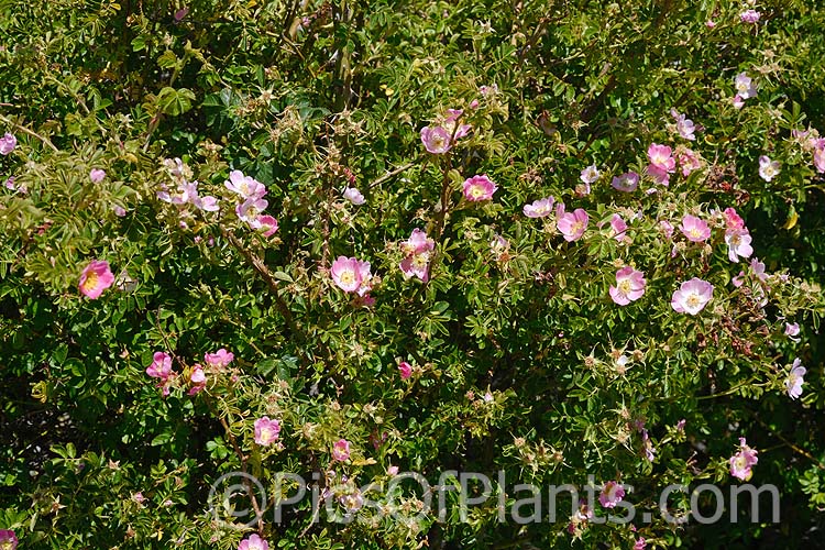 Dog Rose, Briar Rose or Brier Rose (<i>Rosa canina</i>), a wild rose of Europe, southwest Asia and northwest Africa that has now become widely naturalised. It small pale pink flowers develop into bright red hips. The stems are very thorny. Order: Rosales, Family: Rosaceae