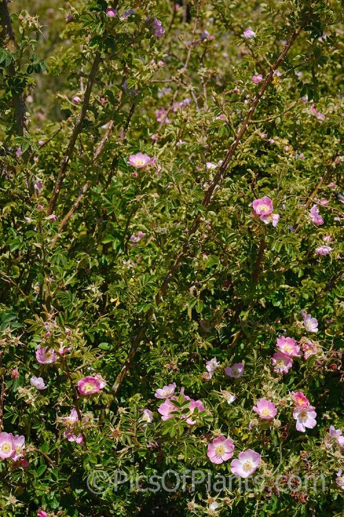 Dog Rose, Briar Rose or Brier Rose (<i>Rosa canina</i>), a wild rose of Europe, southwest Asia and northwest Africa that has now become widely naturalised. It small pale pink flowers develop into bright red hips. The stems are very thorny. Order: Rosales, Family: Rosaceae