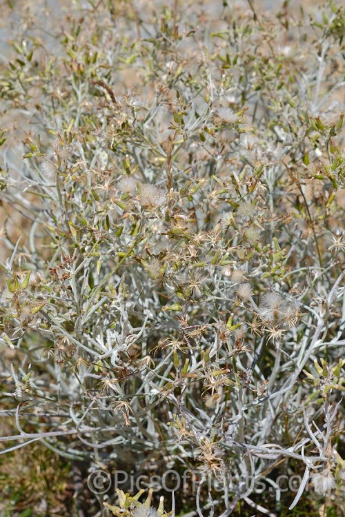 Cotton Fireweed or Cotton Burnweed (<i>Senecio quadridentatus</i>), a 40-100cm high perennial, often short-lived, with silvery, downy foliage and petalless flowerheads. It is native to Australia and New Zealand, including the Chatham Islands. It is often considered a weed, even in its native range. Order: Asterales, Family: Asteraceae