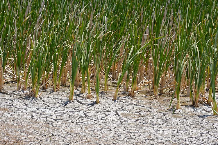 Raupo or Bulrush (<i>Typha orientalis</i>) struggling to grow as its pond evaporates in a dry summer. This perennial grows in shallow still water. This species is found in Southeast Asia, Australia and New Zealand. Order: Poales, Family: Typhaceae