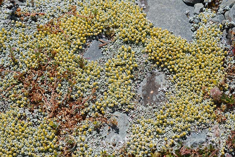 <i>Raoulia hookeri</i>, a low, spreading scabweed that forms a mat of fine silver-grey foliage rosettes. It can grow to 60cm wide and is a New Zealand native found the central North Island southwards from sea level to 1800m. It prefers to grow in sandy or gravelly soil and is often found in riverbeds, where its silver-grey colouration makes it hard to see among the similarly coloured stones and pebbles. Minute white to cream flowerheads appear from spring. Order: Asterales, Family: Asteraceae