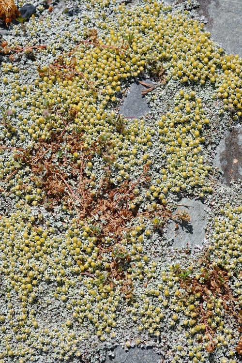 <i>Raoulia hookeri</i>, a low, spreading scabweed that forms a mat of fine silver-grey foliage rosettes. It can grow to 60cm wide and is a New Zealand native found the central North Island southwards from sea level to 1800m. It prefers to grow in sandy or gravelly soil and is often found in riverbeds, where its silver-grey colouration makes it hard to see among the similarly coloured stones and pebbles. Minute white to cream flowerheads appear from spring. Order: Asterales, Family: Asteraceae