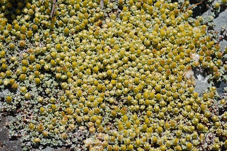 <i>Raoulia hookeri</i>, a low, spreading scabweed that forms a mat of fine silver-grey foliage rosettes. It can grow to 60cm wide and is a New Zealand native found the central North Island southwards from sea level to 1800m. It prefers to grow in sandy or gravelly soil and is often found in riverbeds, where its silver-grey colouration makes it hard to see among the similarly coloured stones and pebbles. Minute white to cream flowerheads appear from spring. Order: Asterales, Family: Asteraceae