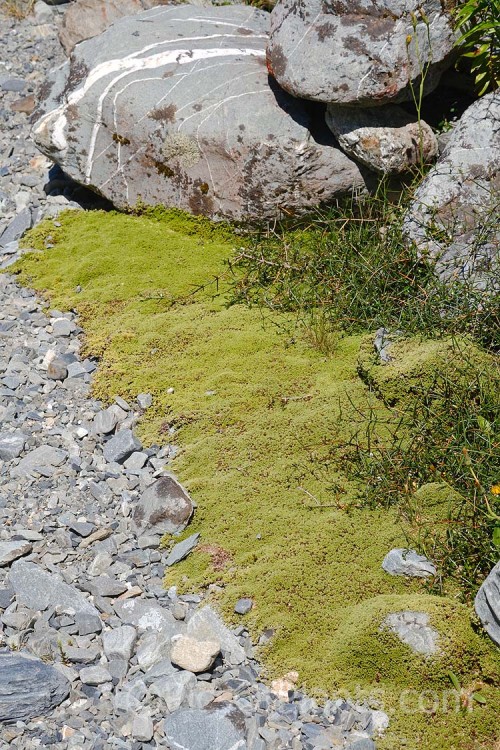 <i>Raoulia subsericea</i>, a creeping, summer-flowering, evergreen perennial found through most of the South Island of New Zealand from 400 to over 1500m altitude. Order: Asterales, Family: Asteraceae