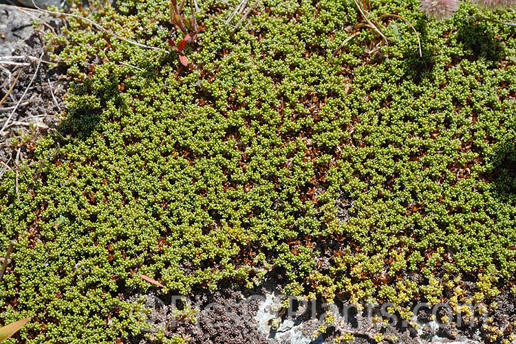 <i>Raoulia subsericea</i>, a creeping, summer-flowering, evergreen perennial found through most of the South Island of New Zealand from 400 to over 1500m altitude. Order: Asterales, Family: Asteraceae