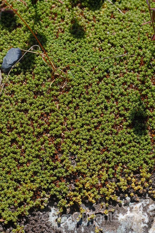 <i>Raoulia subsericea</i>, a creeping, summer-flowering, evergreen perennial found through most of the South Island of New Zealand from 400 to over 1500m altitude. Order: Asterales, Family: Asteraceae