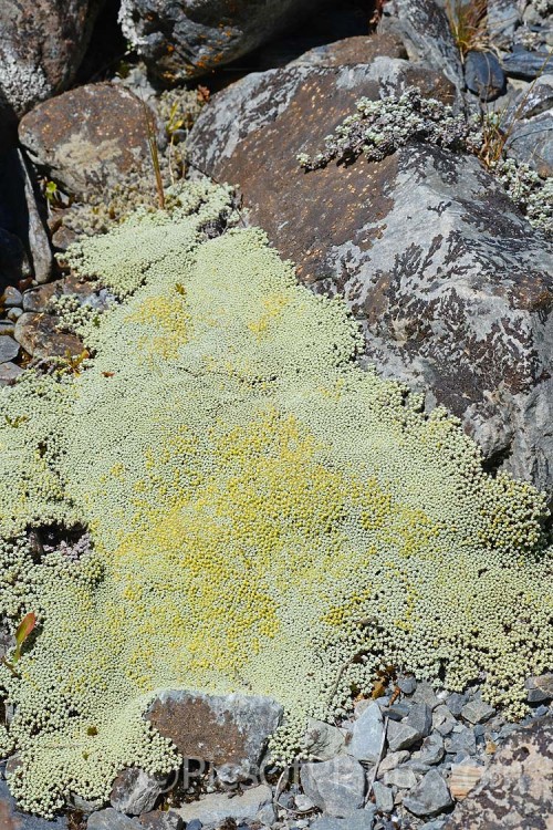 <i>Raoulia australis</i>, a silvery-foliaged New Zealand scabweed found in from the coast to quite high altitudes. It usually grows as a very flat mat but can mound somewhat at the centre. In summer it often turns golden with masses of petalless flowerheads. Order: Asterales, Family: Asteraceae