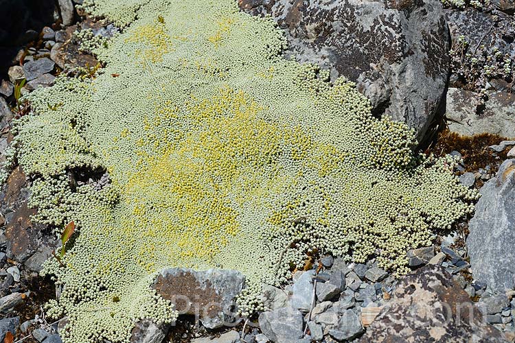 <i>Raoulia australis</i>, a silvery-foliaged New Zealand scabweed found in from the coast to quite high altitudes. It usually grows as a very flat mat but can mound somewhat at the centre. In summer it often turns golden with masses of petalless flowerheads. Order: Asterales, Family: Asteraceae
