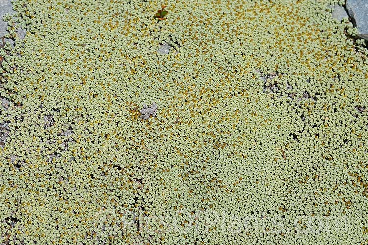 <i>Raoulia australis</i>, a silvery-foliaged New Zealand scabweed found in from the coast to quite high altitudes. It usually grows as a very flat mat but can mound somewhat at the centre. In summer it often turns golden with masses of petalless flowerheads. Order: Asterales, Family: Asteraceae