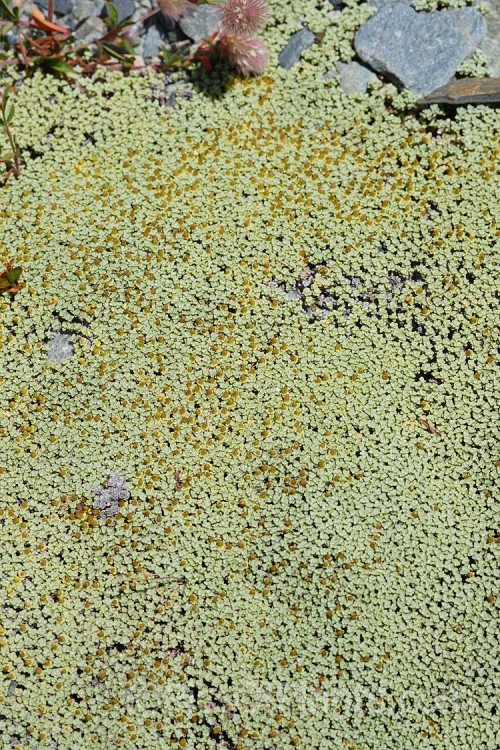 <i>Raoulia australis</i>, a silvery-foliaged New Zealand scabweed found in from the coast to quite high altitudes. It usually grows as a very flat mat but can mound somewhat at the centre. In summer it often turns golden with masses of petalless flowerheads. Order: Asterales, Family: Asteraceae