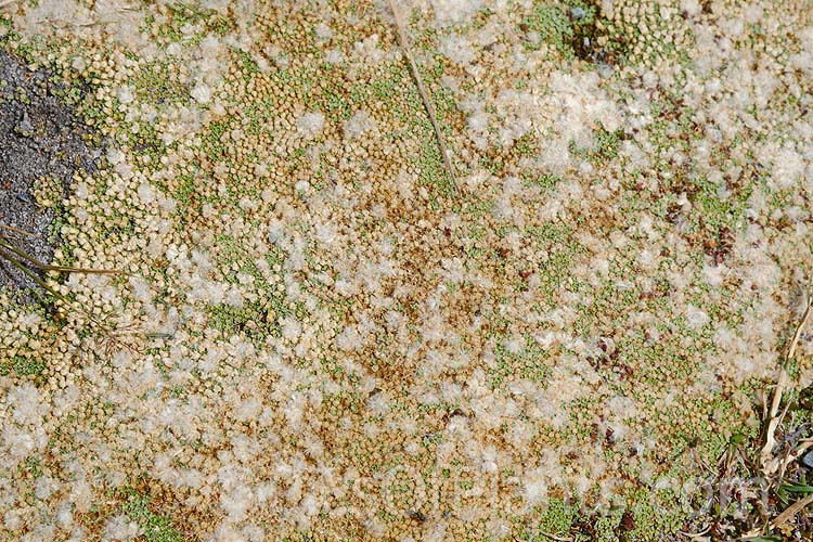 <i>Raoulia tenuicaulis</i>, a mat-forming perennial widespread in stony areas in lowland and subalpine parts of New Zealand. Order: Asterales, Family: Asteraceae